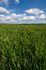 green field and blue sky