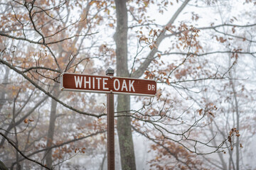 Trees branches in morning fog foggy misty weather on Cedar Cliffs hiking trail and sign for White Oak drive in Wintergreen Resort ski town in Virginia