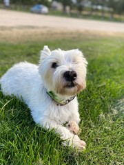 jack russell terrier