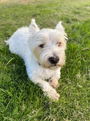 jack russell terrier