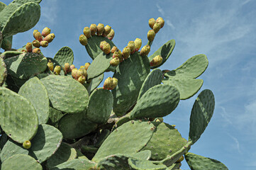 cactus and blue sky