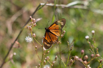 Mariposa monarca
