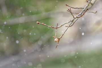 Macro closeup of acorn and oak branch with bokeh background in winter December season in northern...