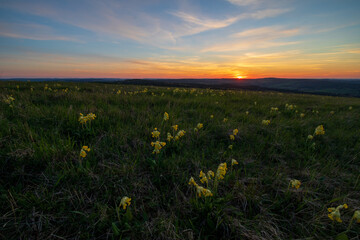 sunset over the field