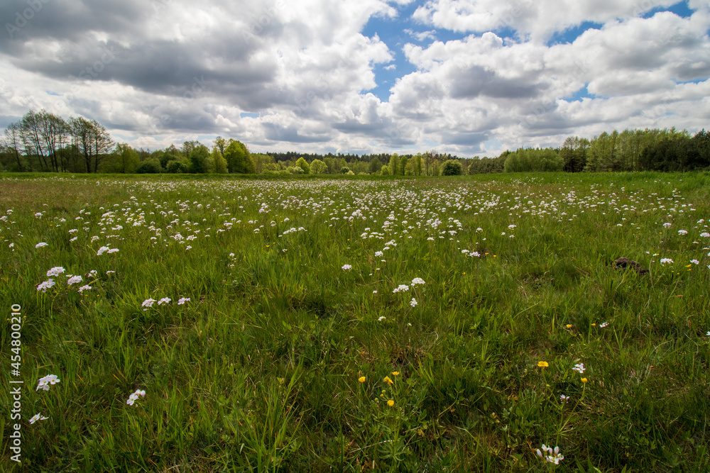 Poster meadow in spring