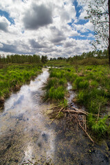 swamps in spring