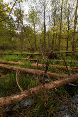 swamps in spring