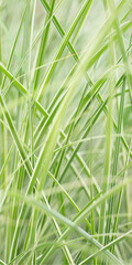 green grass background
