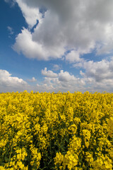 field of yellow rapeseed