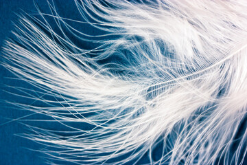 Fototapeta premium White fluffy bird feather macro shot on dark blue background. Contrasting image. Weightlessness, lightness, softness, tenderness concept. Abstract avian background. Natural wallpaper.
