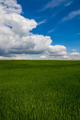 green field and blue sky