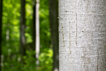 beech tree trunk in the forest - obrazy, fototapety, plakaty