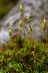 moss in spring - Polytrichum formosum