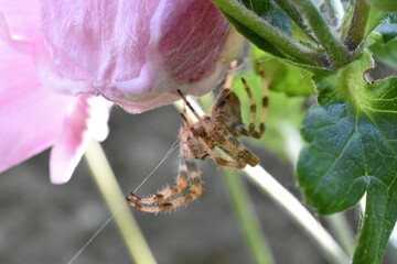 araña
