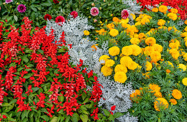 Flower bed with blooming flowers