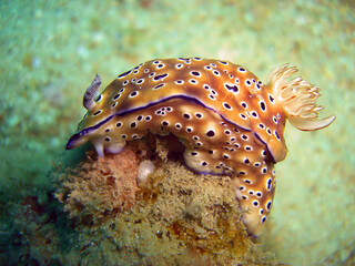 Seaslug or Nudibranch (Chromodoris Kunei) in the filipino sea 24.10.2011