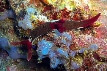 Seaslug or Nudibranch (Nembrotha Purpureo Lineata) in the filipino sea 12.11.2011