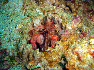 Fototapeta premium Mantis Shrimp (Odontodactylus Scyllarus) in the filipino sea 5.2.2012