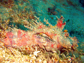 Fototapeta na wymiar Tasseled Scorpionfish (Scorpaenopsis Oxycephala) in the filipino sea 18.10.2011