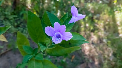 Bluebell barleria flower. Binominal name is Barleria cristata