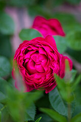 rose of the Ascot variety. German selection. Dark rose with an old-fashioned flower