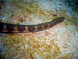 Sea snake in the filipino sea 15.2.2012