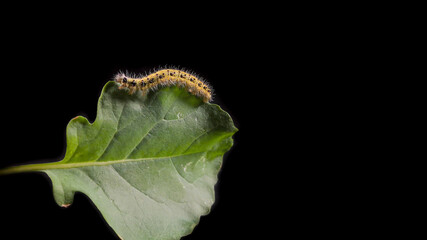 Yellow and black caterpillar, called 