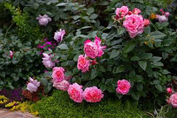 rose of the Augusta Luisa variety. German Tantau selection. ? profusely flowering rose bush.