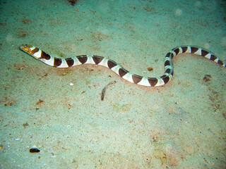 Banded sea krait (Laticauda Colubrina) in the filipino sea 6.2.2012