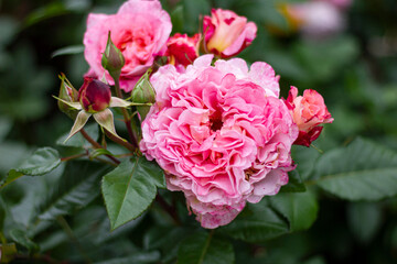 rose of the Augusta Luisa variety. German Tantau selection.