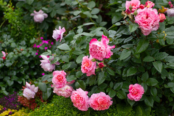 rose of the Augusta Luisa variety. German Tantau selection. А profusely flowering rose bush.