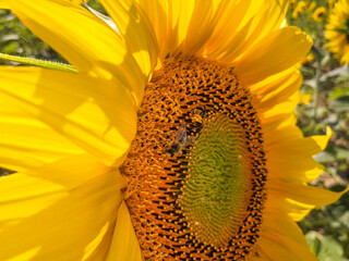 Close-up on a beautiful sunflower flower, in summer, being foraged by a bee