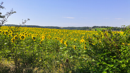 Fototapeta na wymiar Fields of organic sunflowers, in summer, foraged by bees