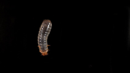 Cetonia larva on a black background. It lives in the soil and compost are not pests but friends of the gardener
