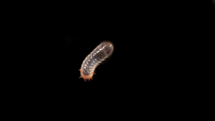 Cetonia larva on a black background. It lives in the soil and compost are not pests but friends of the gardener