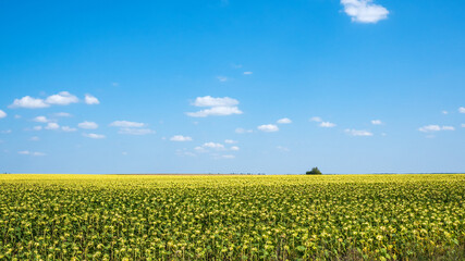 Ripe sunflower field
