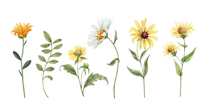 set of field and garden yellow and white flowers. watercolor drawing, hand painted on white background