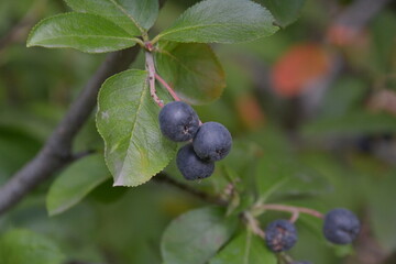 Tall blueberries are the most fruitful berry