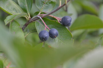 Tall blueberries are the most fruitful berry