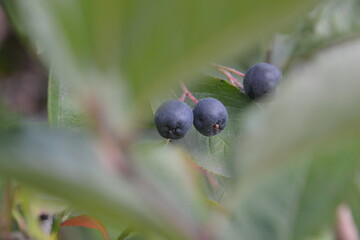 Tall blueberries are the most fruitful berry