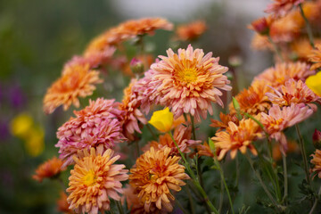 Sunny korean chrysanthemum in the summer Garden. Outdoore photo. Yellow, orange and pink flowers