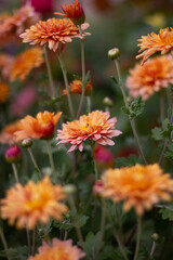 Sunny korean chrysanthemum in the summer Garden. Outdoore photo. Yellow, orange and pink flowers