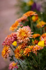 Sunny korean chrysanthemum in the summer Garden. Outdoore photo. Yellow, orange and pink flowers