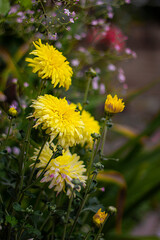 Sunny korean chrysanthemum in the summer Garden. Outdoore photo. Yellow, orange and pink flowers