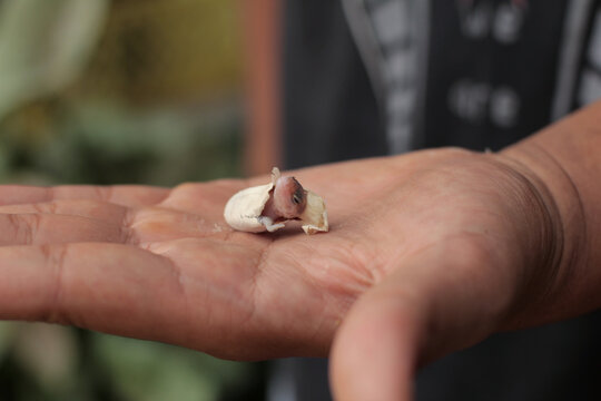 The leopard gecko egg is hatching and the baby's head is showing