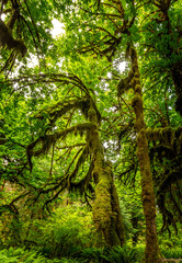 The Hall of Mosses in the Hoh rainforest, Olympic National Park, Washington