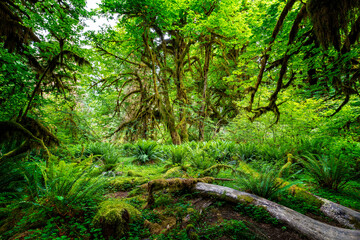 The Hall of Mosses in the Hoh rainforest, Olympic National Park, Washington