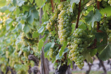 A ripe white grapevine in a vineyard of Savoie viticulture on its branches with leaves and its tree, green nature background 