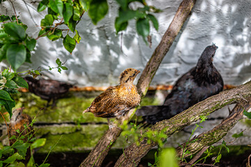 Wild wildlife family of chickens searching for food in garden park soil ground, hiding in Key West, Florida