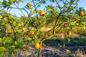 Closeup of local farm with rows of orange trees grove, farming citrus in Naples of Southwest...